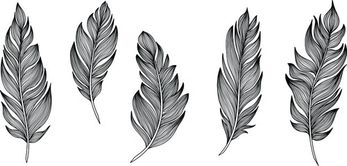 Vector feathers collection. Hand drawn isolated on white background set. Vintage art illustration © ARTSTOK