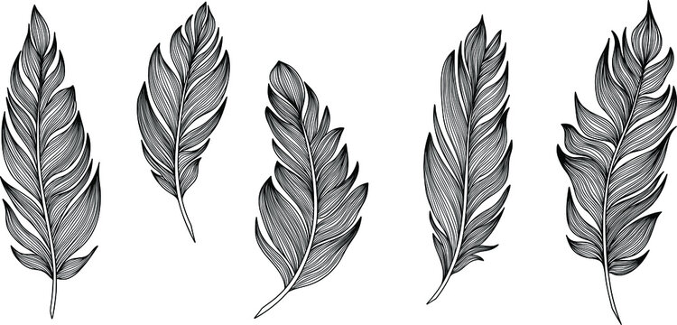 Fototapeta Vector feathers collection. Hand drawn isolated on white background set. Vintage art illustration