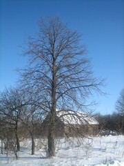 An ordinary Russian village in winter. Houses, sheds, trees, vegetable gardens are covered with snow drifts. The snow is silvered in the sun.Clear blue sky. Cold.