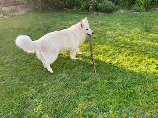 Chien blanc de berger qui joue avec un bâton dans le jardin 