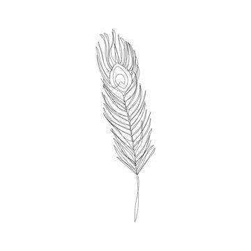 Beautiful peacock feather in continuous one line drawing. Minimalistic art.