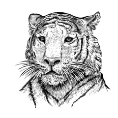 Hand drawn black and white sketch of Tiger. Wild animal. Tiger is a symbol of the 2022 Chinese New Year. Holiday vector illustration of Zodiac Sign of tiger for greeting card, flyer, banner, calendar