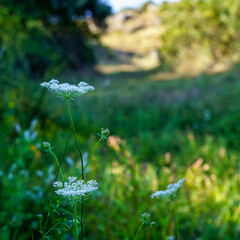 Background of small wild flowers in the field.