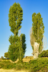 Tall elm trees along the stream with blue sky.