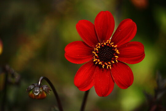 Close-up of Dahlia flower 'Mystic Enchantment', blurred background.