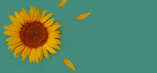 Top view minimalistic composition of sunflower on green background with petals layout and copy space.