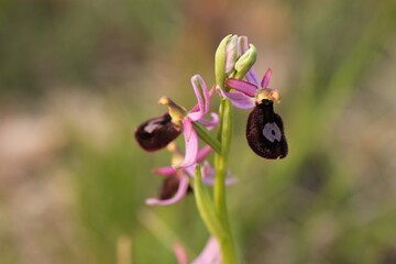 orchidea selvatica in primavera