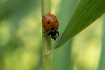Marienkäfer im Schilf
