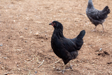 A hen walks around the poultry yard