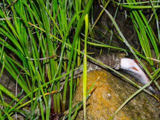 Dice snake is eating a fish in the water