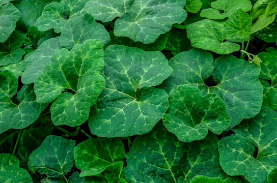 Cucurbita ficifolia squashes (fig-leaf gourd) on straw