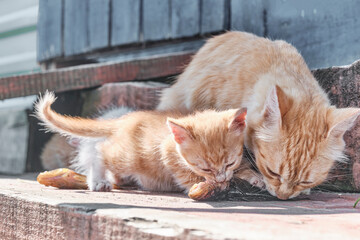 Kitten and its mother eating the same one small raw fish