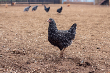 A hen walks around the poultry yard