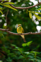 bird  sitting on the branch looking around