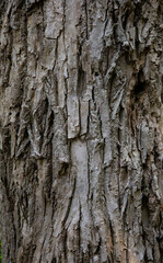 bark of a tree texture for art