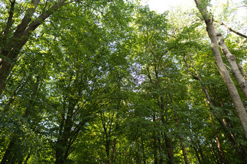 trees in the forest green background
