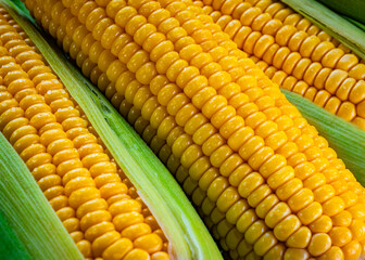 close up of sweet corn rotaiting on a plate