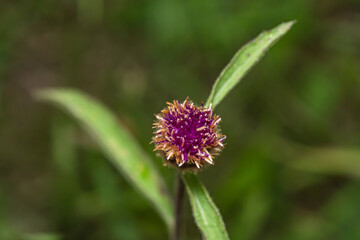 Close up shot of a Flowering Plant