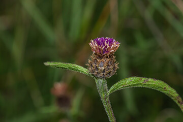 Close up shot of a Flowering Plant