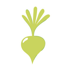 green radish vegetable