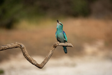 Carraca Europea Cantando