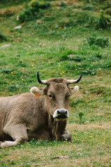 Naklejka na ściany i meble cow in the grass
