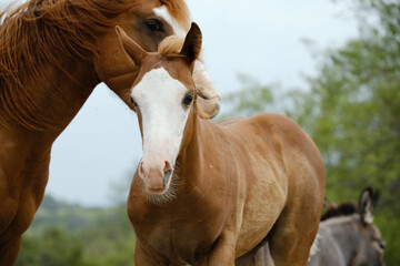 Mare with foal in rural ranch field during summer shows bald face colt closeup.