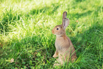 Young rabbit sat up on hind legs in the park at a Summer's evening. Bunny is very alert. Space for copy.