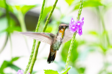 A juvenile Ruby Topaz hummingbird (Chrysolampis mosquitus) feeding on a purple Vervain flower.  Tropical bird in garden. Bird in flight.