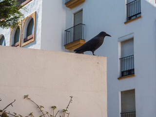 Black metal crow on building facade to scare away pigeons