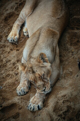 Obraz premium A full-length lioness sleeps with beautiful paws