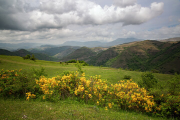 Rhododendron bushes bloom in the Caucasus Mountains in May