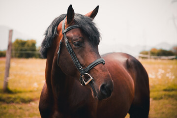 Sport horse portrait