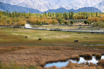 Horses on grass landscape 