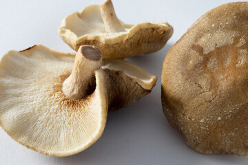 Shiitake or Shii-Take, a beautiful fresh and raw mushroom isolated on white background, close up
