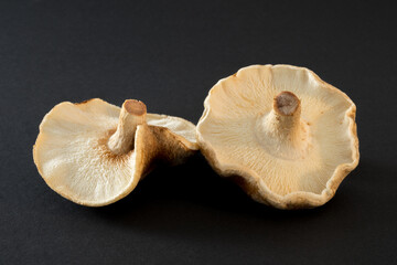 Shiitake or Shii-Take, a beautiful fresh and raw mushroom isolated on black background, close up
