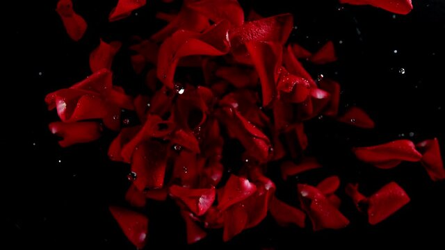 Super slow motion of flying rose petals on clear background. Speed ramp effect. Splashing water drops. Filmed on high speed cinema camera, 1000 fps.