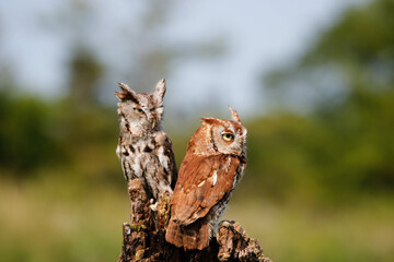 Closeup shot of downy eastern screech owls in their habitat
