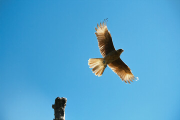 bird of prey
