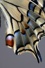 Papilio machaon butterfly
