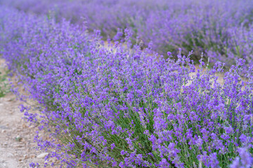 bushes of flowering lavender with a blur. close-up. as a background