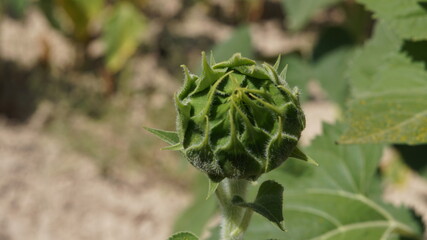 Capullo de girasol aislado cerrado aun todo verde