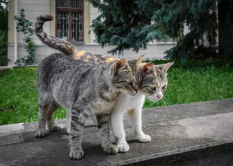 The two stray kitten brothers snuggled close to each other