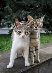 Two stray kitten brothers snuggled up to each other. They look straight into the eyes with hopelessness and defiance.