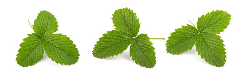strawberry leaf isolated on white background with clipping path