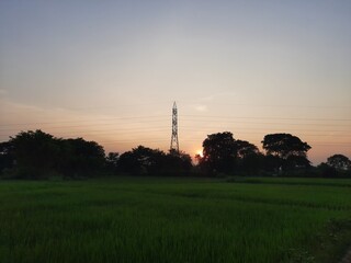 Fototapeta premium Rice field at sunset time. Beautiful goldn color sunset at paddy field. paddy field during sunset with blue sky. Rice field in India. 