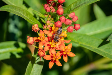 Insectos polinizando y comiendo vegetación.