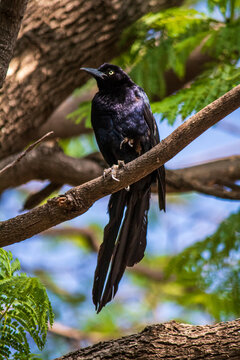 Zanate mexicano posando en la rama de un &aacute;rbol.
