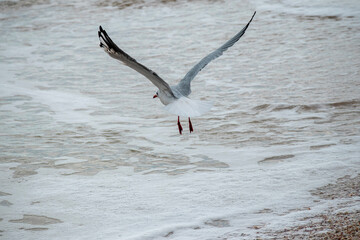 seagull in flight
