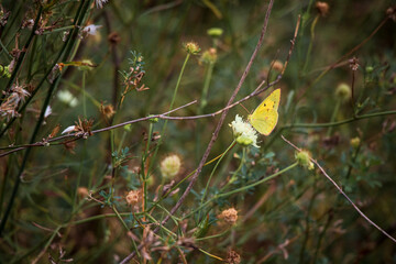 yellow flowers in the garden